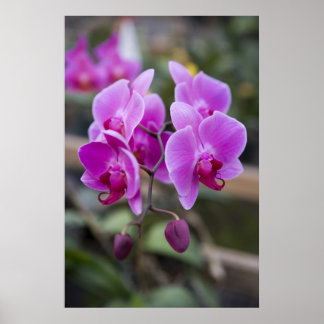 Purple orchids in bloom poster