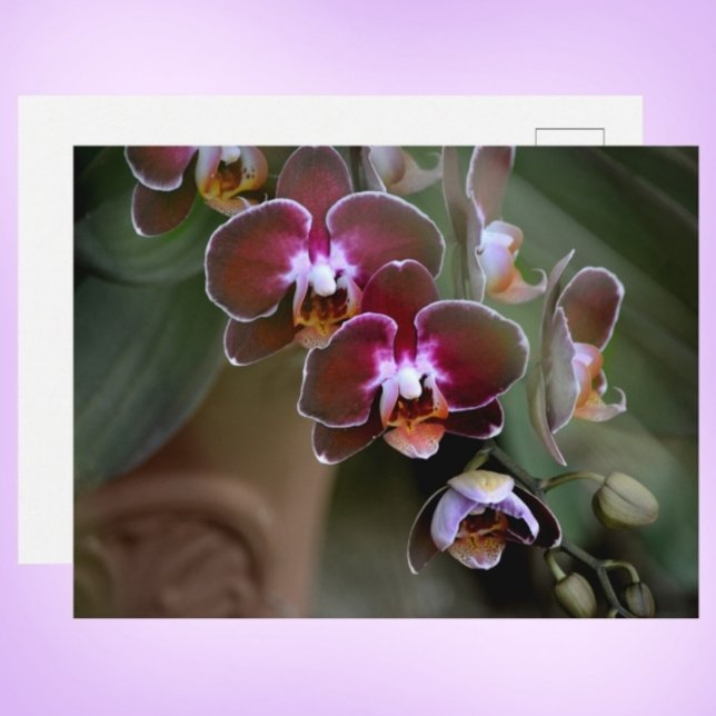 Purple Orchids Photographic Botanical Postcard (Creator Uploaded)