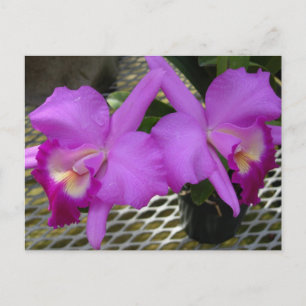Purple Orchids Postcard