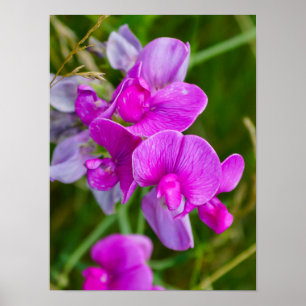 Purple Orchids Poster