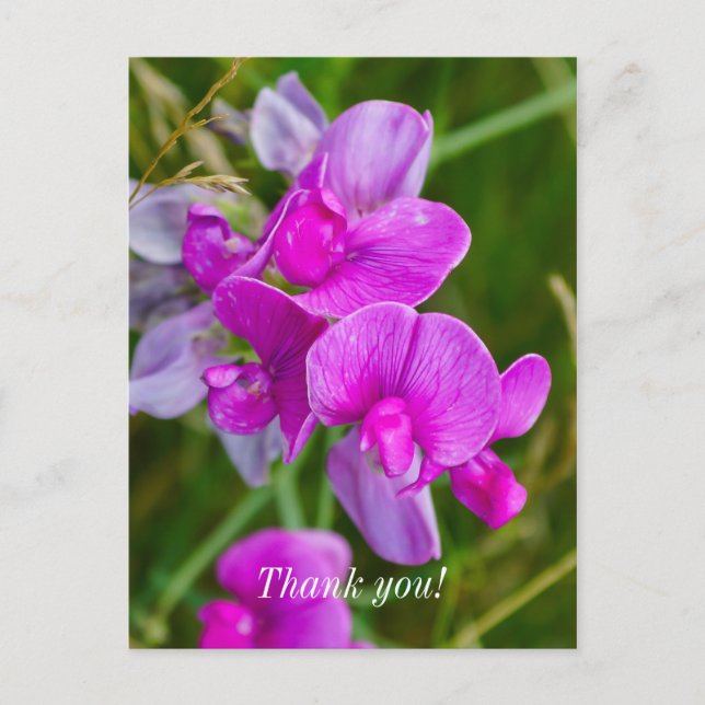 Purple Orchids Thank You Postcard (Front)