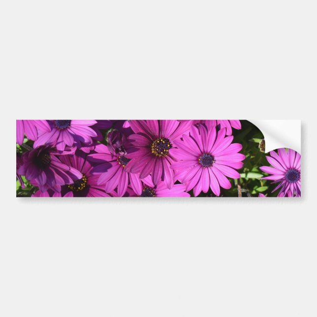 Purple Osteospermum Flowers Bumper Sticker (Front)