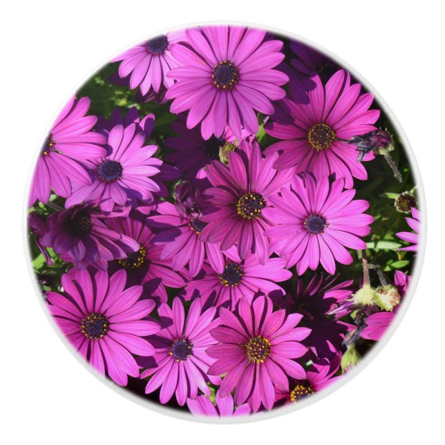 Purple Osteospermum Flowers Ceramic Knob (Front)