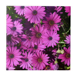 Purple Osteospermum Flowers Ceramic Tile