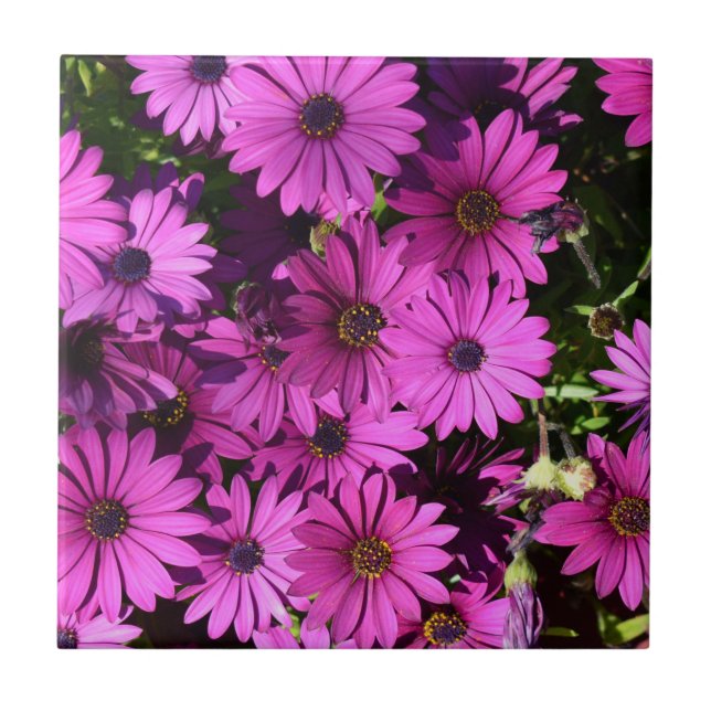Purple Osteospermum Flowers Ceramic Tile (Front)