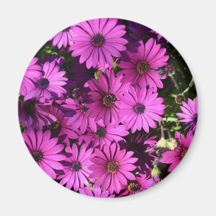 Purple Osteospermum Flowers Magnet