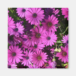 Purple Osteospermum Flowers Magnet