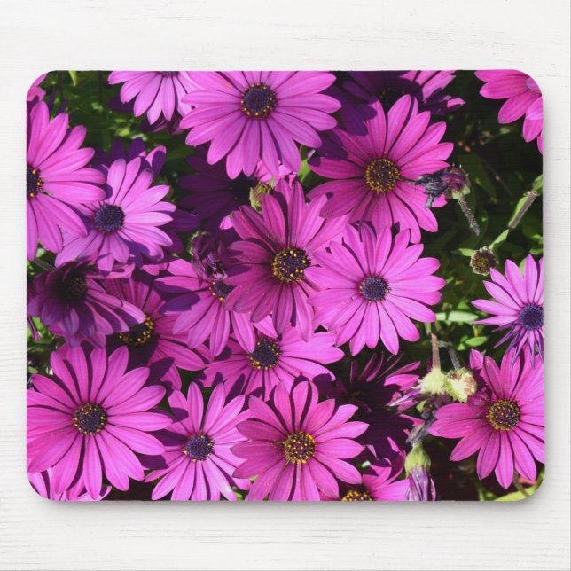 Purple Osteospermum Flowers Mouse Pad (Front)