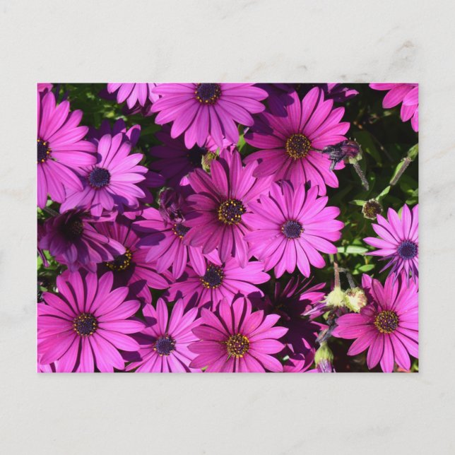 Purple Osteospermum Flowers Postcard (Front)