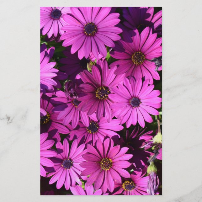 Purple Osteospermum Flowers Stationery (Front)