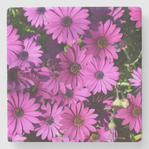 Purple Osteospermum Flowers Stone Coaster