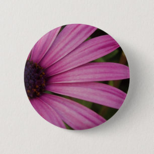 Purple Osteospurmum Button