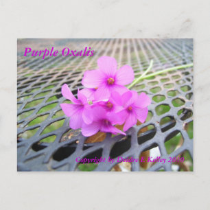 Purple Oxalis, Copyright by Deidre E Kelley 2010 Postcard