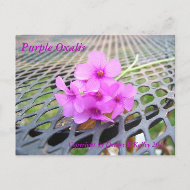 Purple Oxalis, Copyright by Deidre E Kelley 2010 Postcard (Front)