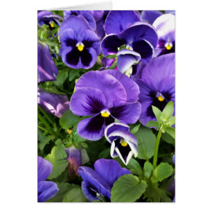 purple pansies