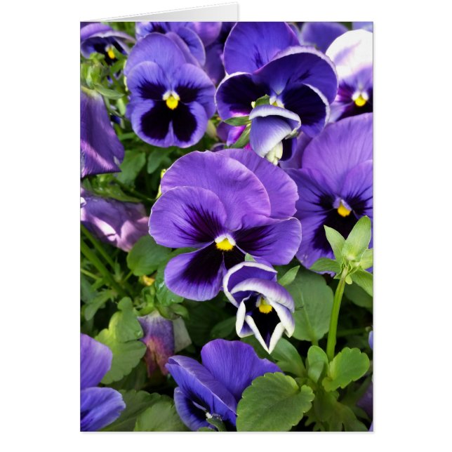 purple pansies (Front)