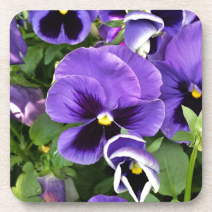 purple pansies coaster
