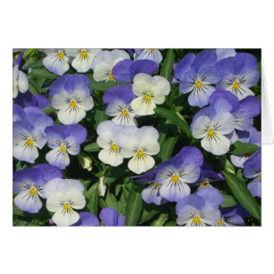 Purple Pansies Garden Floral