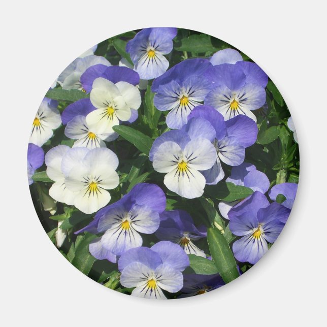 Purple Pansies Garden Floral Magnet (Front)