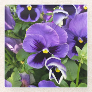 purple pansies glass coaster