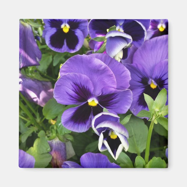 purple pansies magnet (Front)
