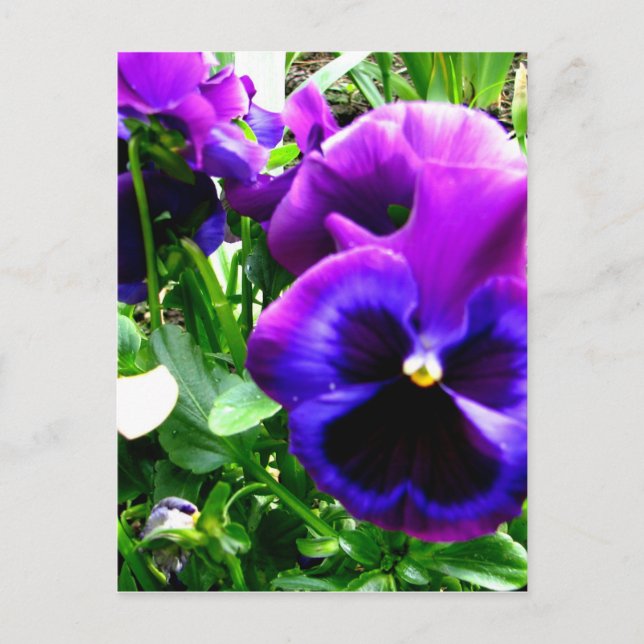 Purple Pansies Postcard (Front)