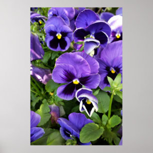purple pansies poster