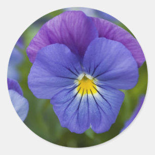 Purple Pansy Classic Round Sticker