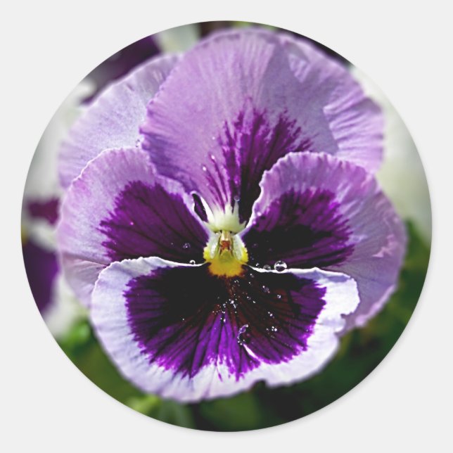 Purple Pansy Close Up Classic Round Sticker (Front)
