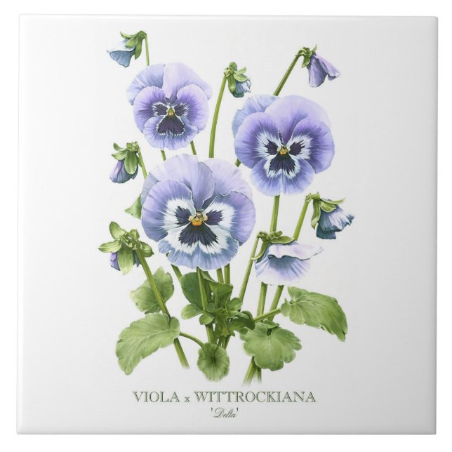 Purple Pansy Floral Botanical Style Art Ceramic Tile (Front)