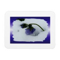 Purple pansy on the snow