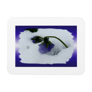 Purple pansy on the snow magnet