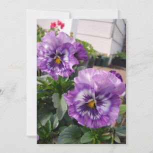 Purple Pansy Photo flowers floral Garden Nature