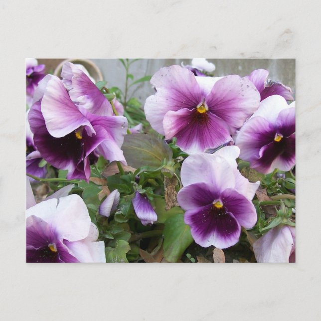 Purple Pansy Postcard (Front)