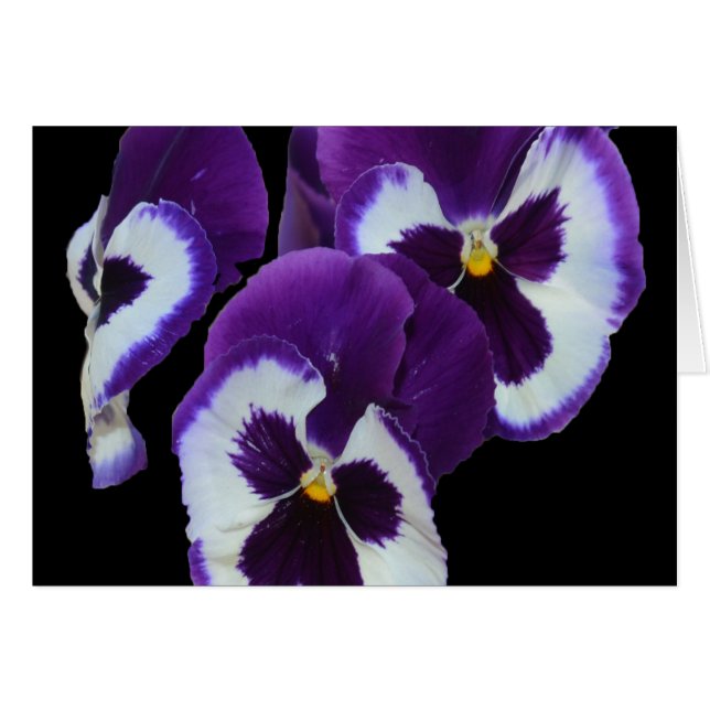 Purple_Pansy_Posy,_ (Front Horizontal)
