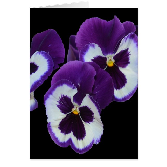 Purple Pansy Posy, (Front)