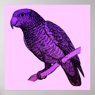 Purple Parrot Poster