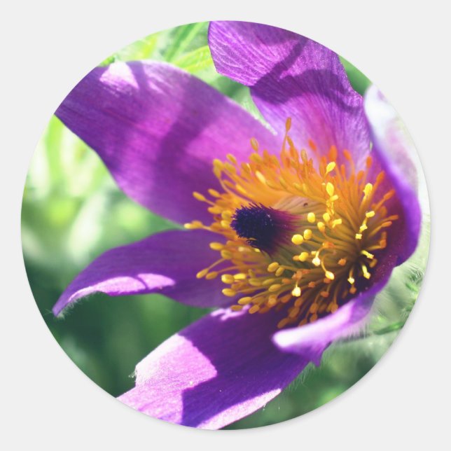 Purple Pasque Flower  Classic Round Sticker (Front)