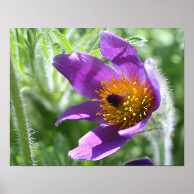 Purple Pasque Flower Close Up Poster (Front)