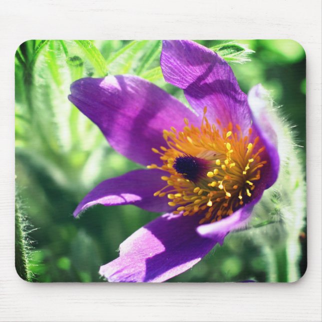 Purple Pasque Flower  Mouse Pad (Front)