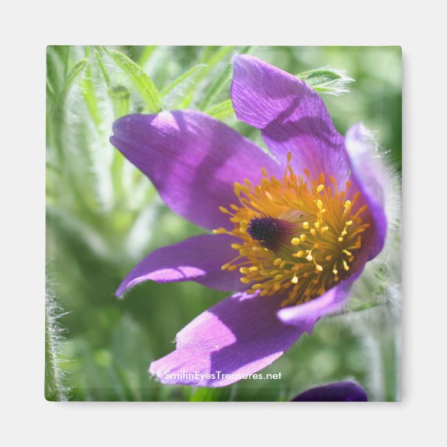 Purple Pasque Flower Photography Magnet (Front)