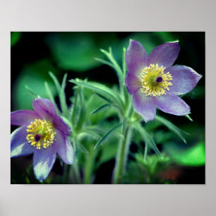 Purple Pasque Spring Flowers Close Up Poster