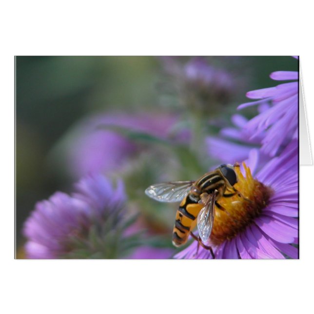 Purple Passion (Front Horizontal)