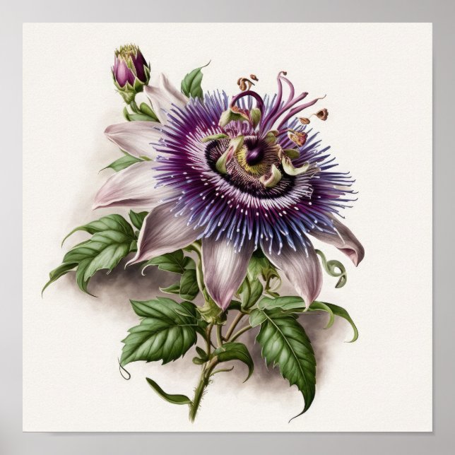 Purple Passion Flower Art Print Poster (Front)