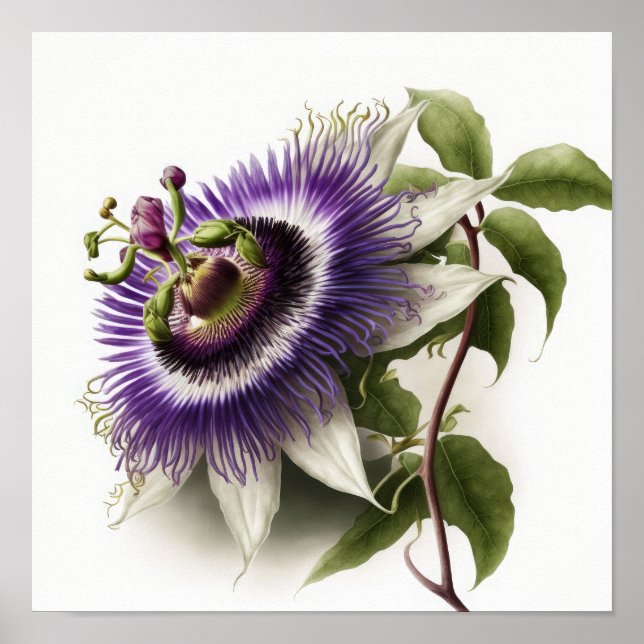 Purple Passion Flower Art Print Poster (Front)