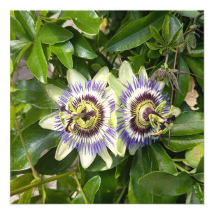 Purple Passion Flower Botanical Photo Print
