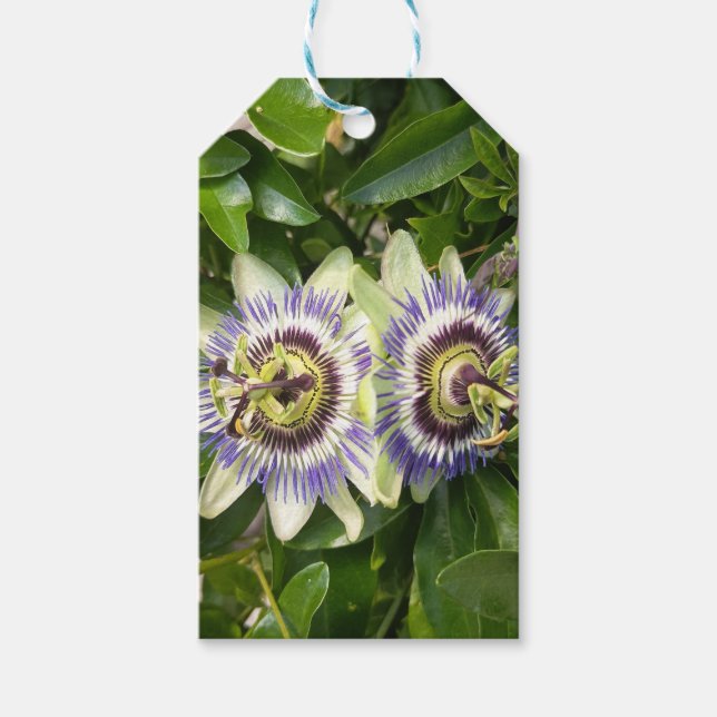 Purple Passion Flower Gift Tags (Front)