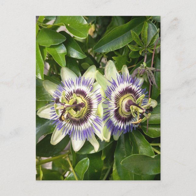 Purple Passion Flower Postcard (Front)