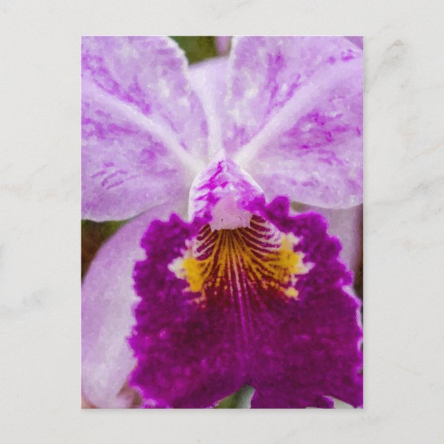 Purple Passion Orchid Postcard (Front)