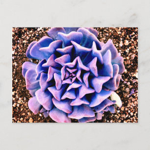 Purple Passion Postcard